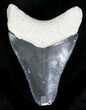 Serrated, Grey Bone Valley Megalodon Tooth #21555-1